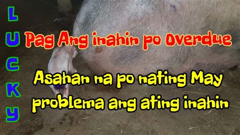 overdue na inahin .